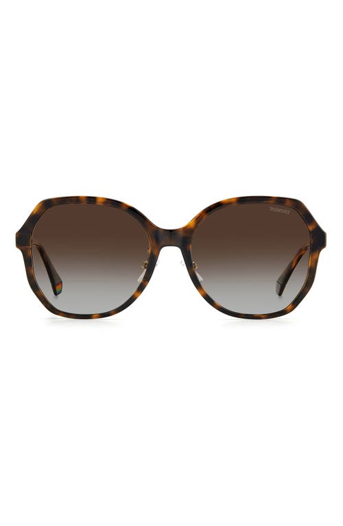 57mm Polarized Butterfly Sunglasses in Havana /Brown Grad Polz