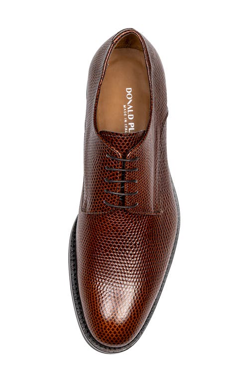 Shop Donald Pliner Russell Derby In Whiskey