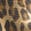 selected Leopard color