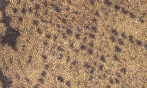 Marcus Adler Women's Leopard Jersey Touchscreen Gloves In Green