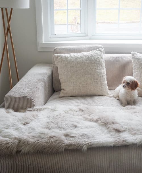 Anaya Cozy Cotton Boucle Euro Pillow With Down Insert In White
