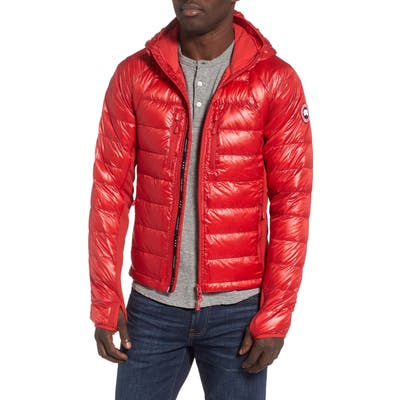 Canada Goose
