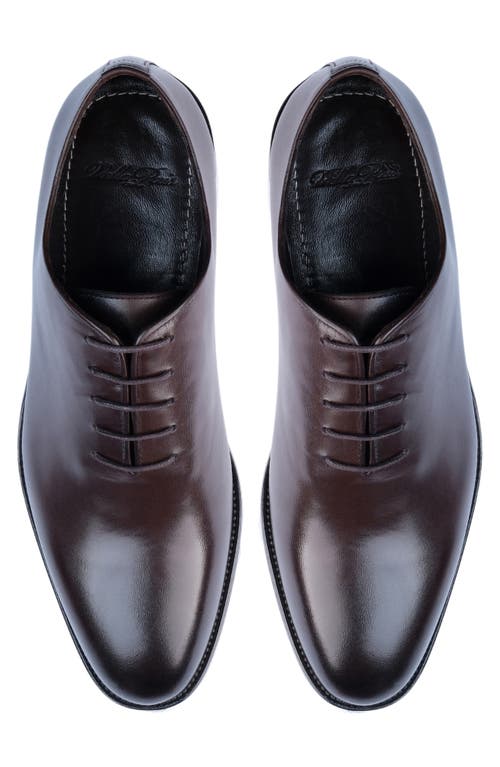 Vellapais Pile Oxford In Dark Brown