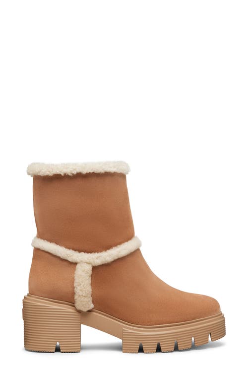 Shop Stuart Weitzman Lennox Genuine Shearling Bootie In New Camel/natural/caramel