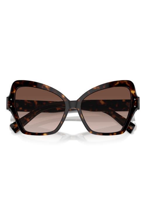 Dolce & Gabbana 56mm Gradient Butterfly Sunglasses in Havana at Nordstrom