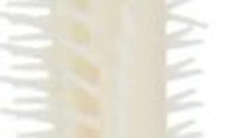 Mac Cosmetics Macstack Lash Primer In Stark Stack