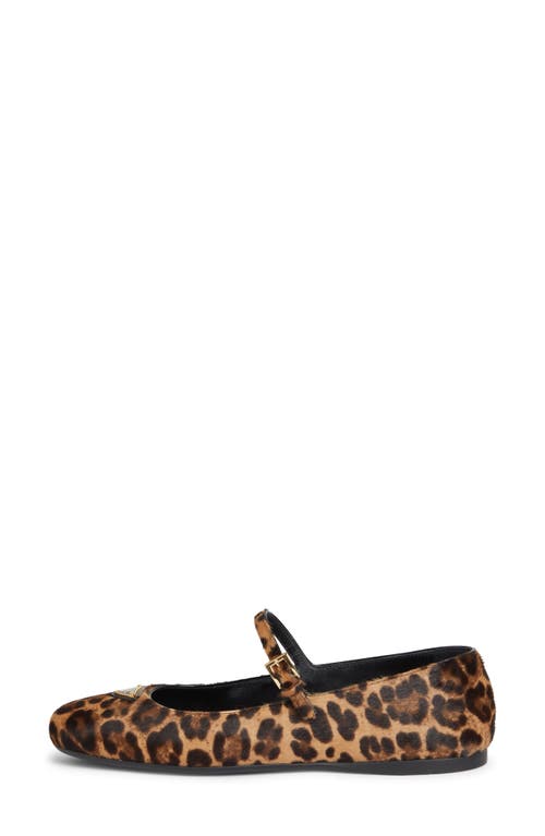 Shop Prada Genuine Calf Hair Mary Jane Flat In Miele Calf Hair Print