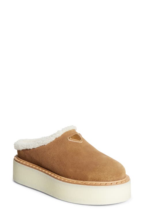 Shop Prada Evolve Genuine Shearling Clog In Cannella