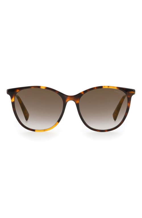 levi's 55mm Gradient Round Sunglasses in Havana 2/Brown Ss Gold
