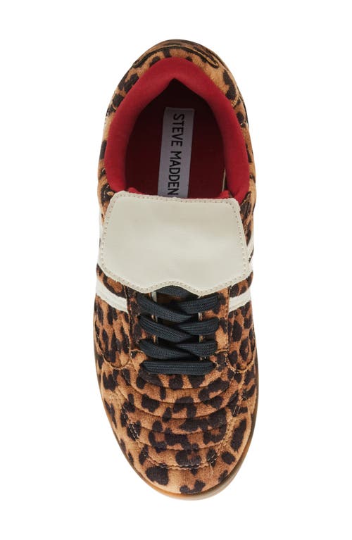 Shop Steve Madden Madrid Low Top Sneaker In Leopard