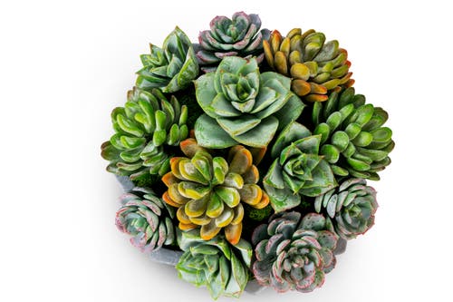 Cocobella Madison Pleated Ceramic Succulent Arrangement In Gray
