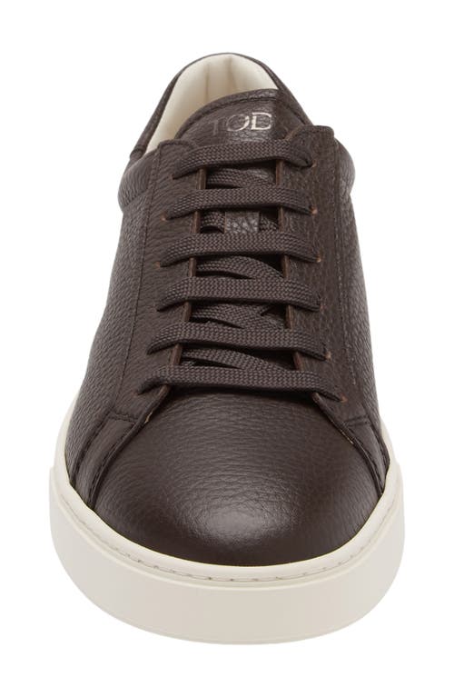 Shop Tod's Cassetta Sneaker In Caffe