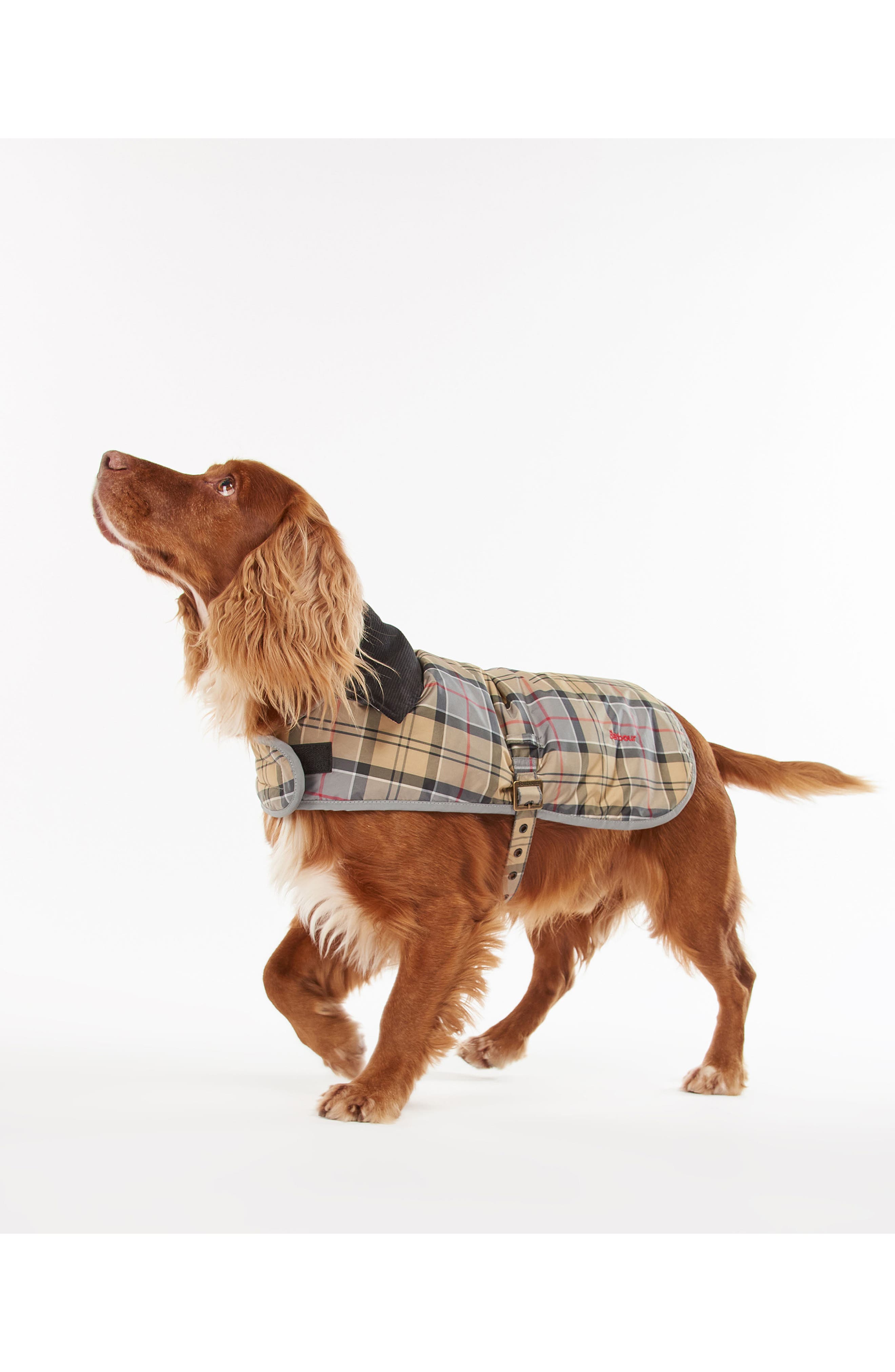 nordstrom dog coat