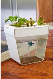 aquaponics aquaponic aquafarm aquarium fascinating amzhouse gardentips