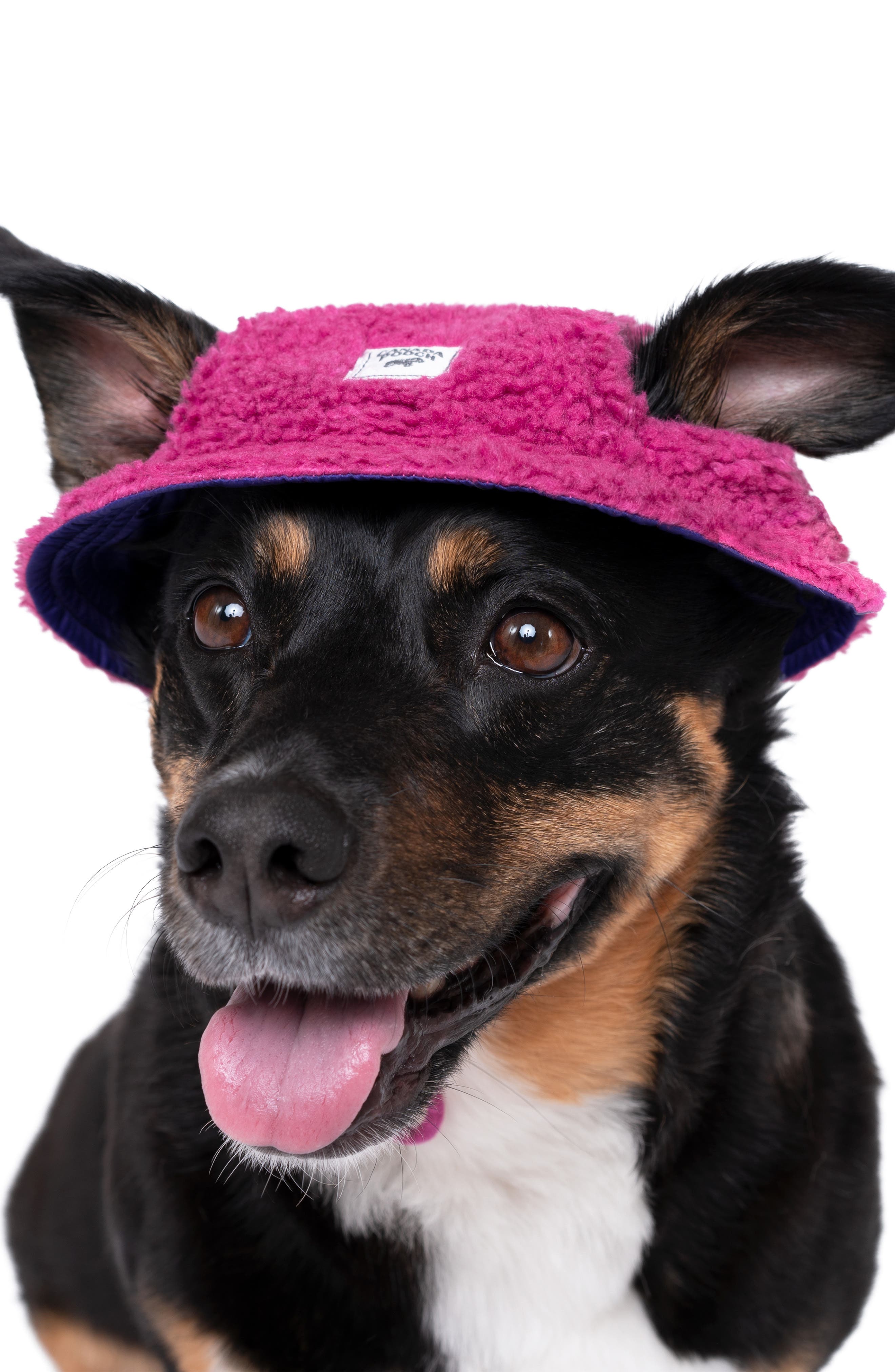 canada pooch hat