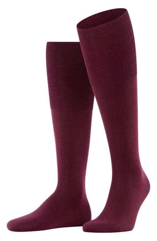 Shop Falke Airport Knee High Socks In Barolo