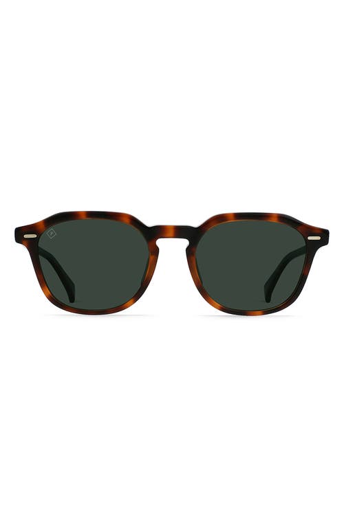 Clyve 52mm Polarized Round Sunglasses in Espresso Tortoise/Green Polar