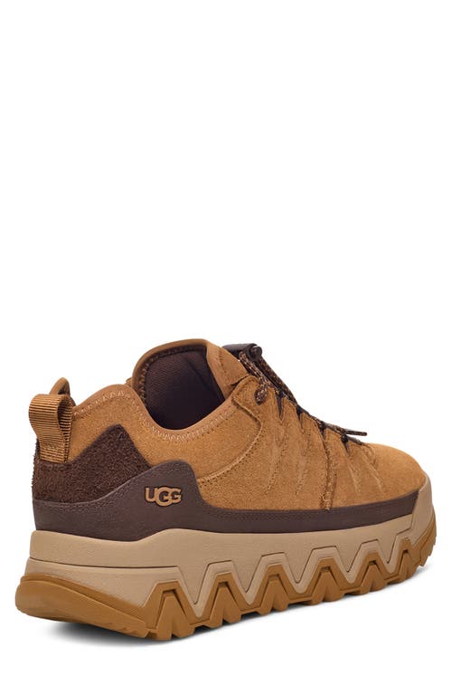 Shop Ugg(r) Captrail Low Waterproof Sneaker In Chestnut