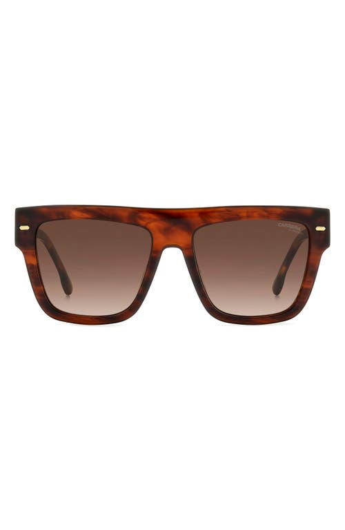 Carrera Eyewear 55mm Flat Top Sunglasses in Brown Horn/Brown Gradient at Nordstrom