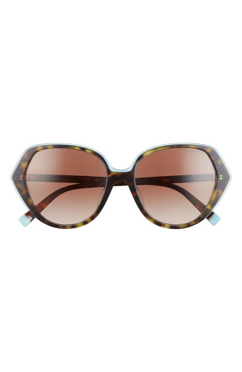 Tiffany & Co. 55mm Gradient Irregular Sunglasses in Crystal Blue Havana/Brown