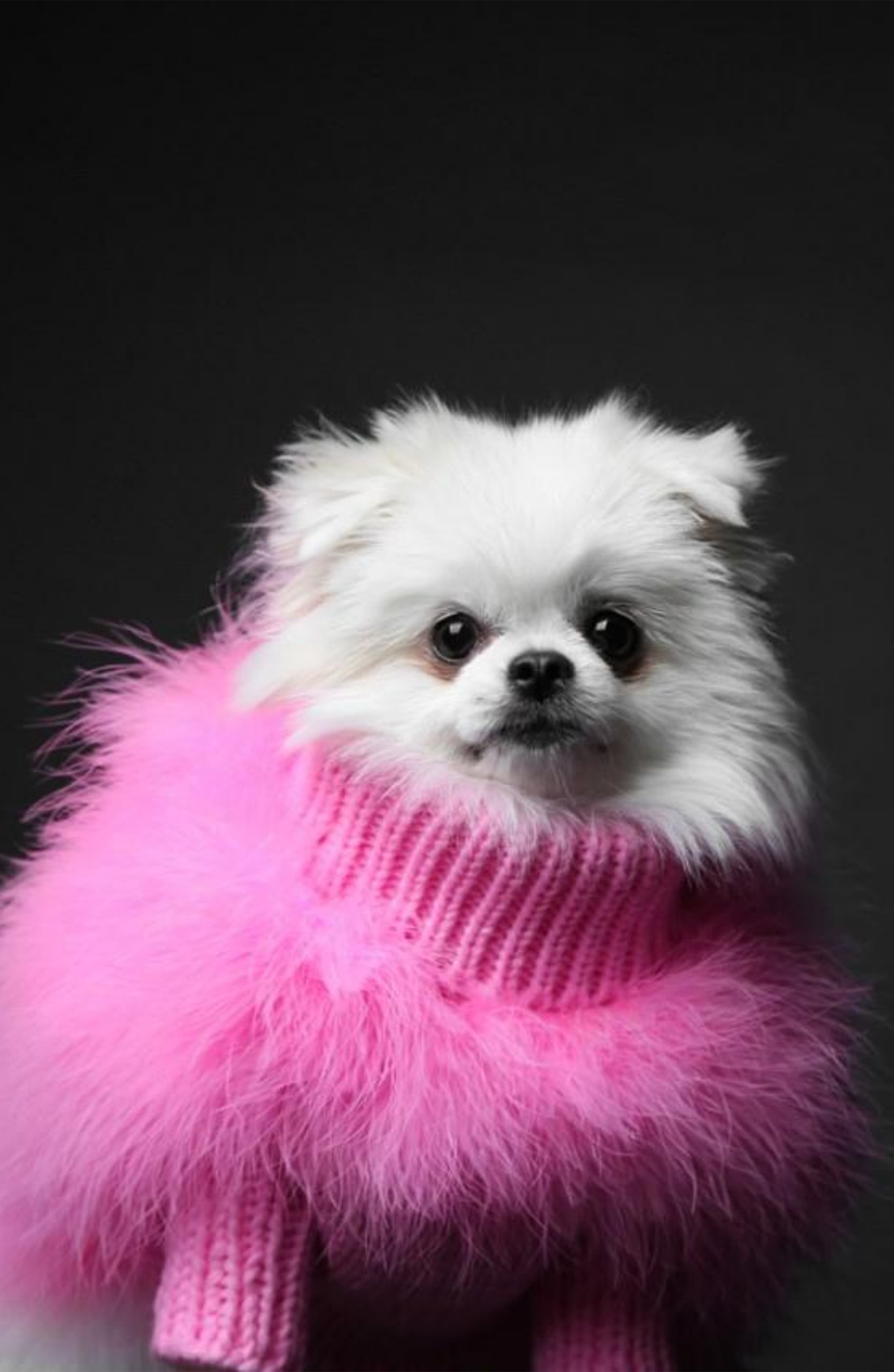 max bone dog sweater