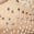 selected Light Silk color