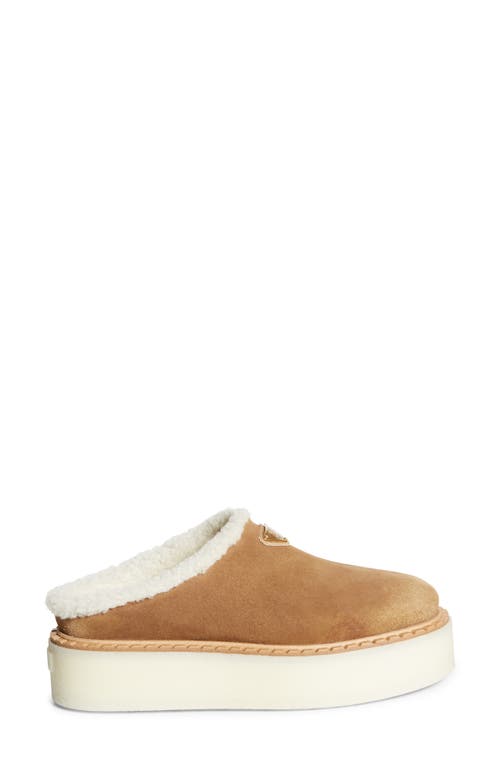 Shop Prada Evolve Genuine Shearling Clog In Cannella