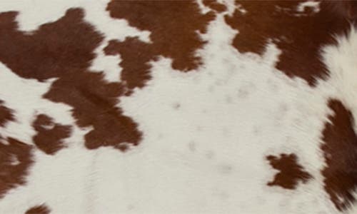 Shop Natural Genuine Cowhide Rug In White/brown