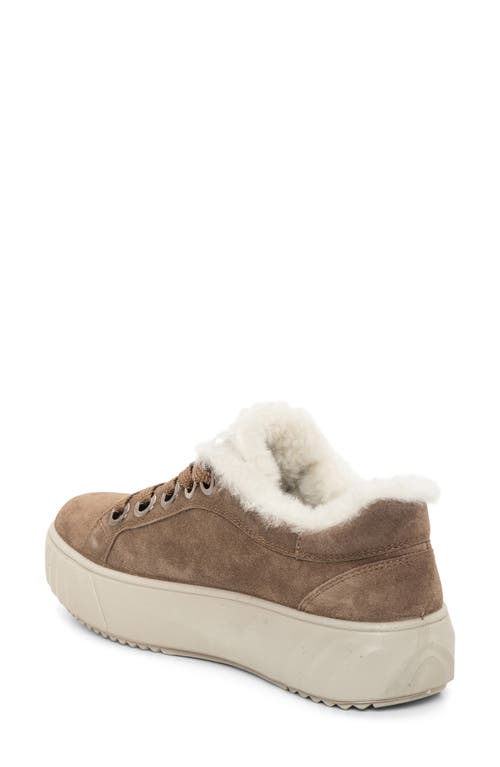 Ara Mikky Genuine Shearling Sneaker In Brown