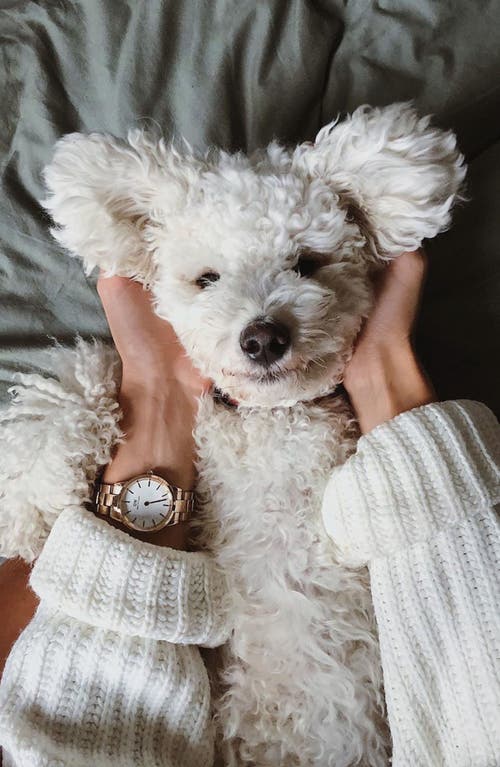 Daniel Wellington Iconic Link 32mm In Eggshell White/rose Gold