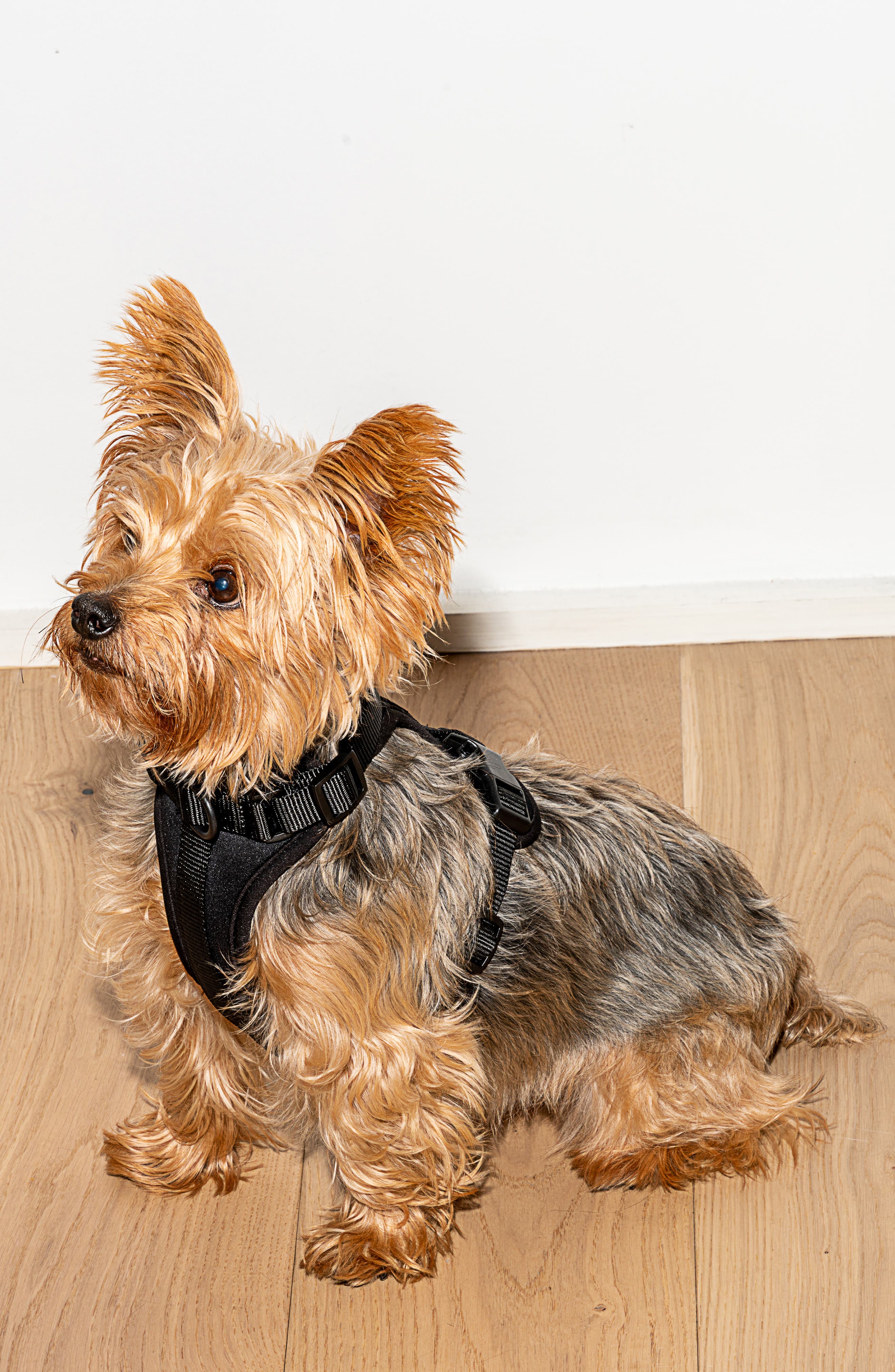 Wild One Dog Harness Nordstrom