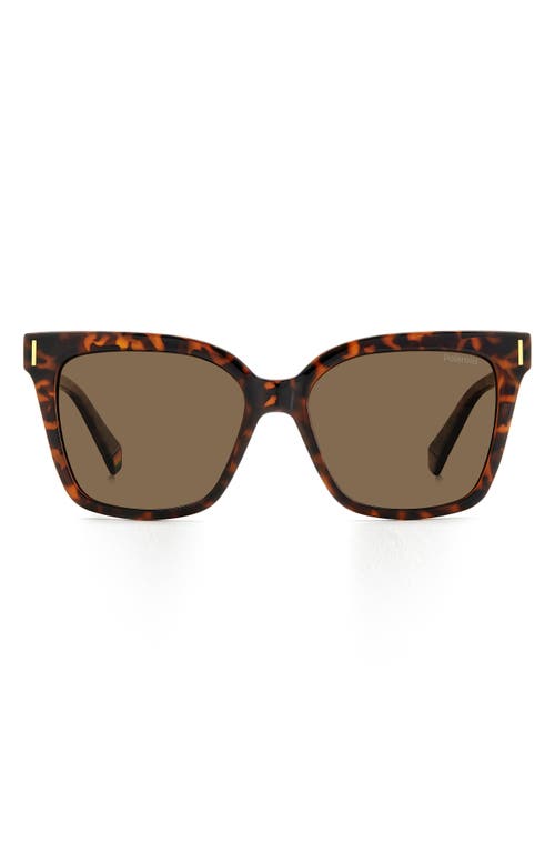 Shop Polaroid 54mm Polarized Cat Eye Sunglasses In Z/dnuhavana/bronze Polar