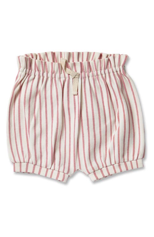 Pehr Babies'  Stripes Away Organic Cotton Bubble Bloomers In Neutral