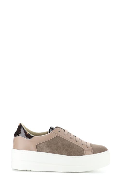 Bos. & Co. Maude Platform Sneaker In Taupe/almondine