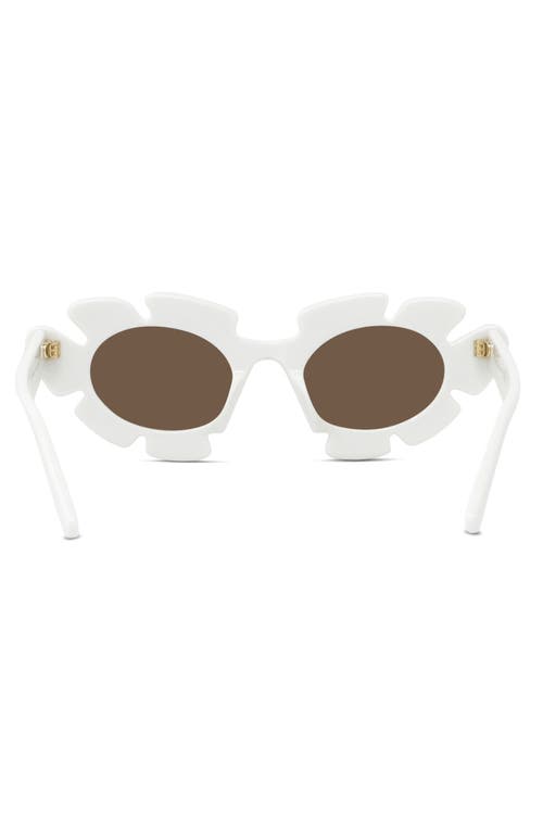 Shop Loewe X Paula's Ibiza Flower 47mm Small Cat Eye Sunglasses In White/brown