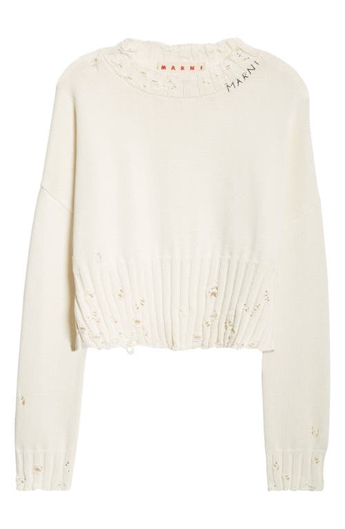 Shop Marni Distressed Cotton Crop Sweater In Lily/white