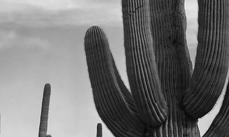 Icanvas Saguaros, Saguaro National Monument By Ansel Adams Canvas Wall Art In White-multi