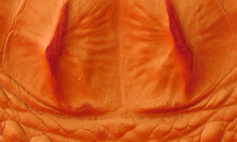 Shop Brahmin Jane Croc Embossed Leather Wallet In Mandarin Orange