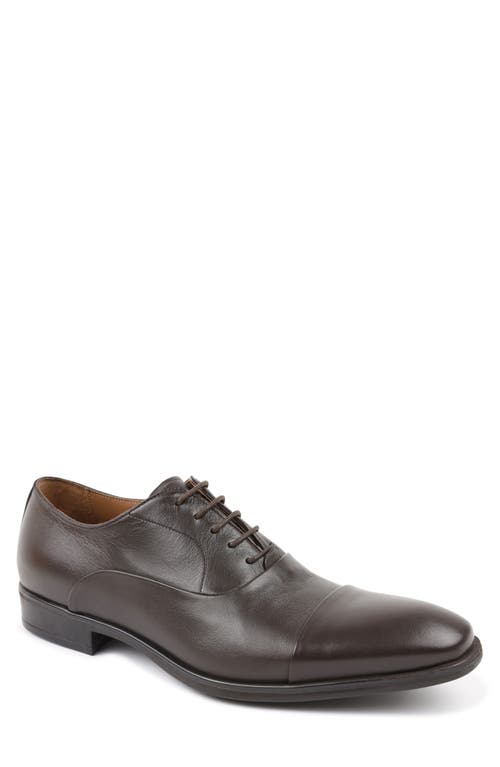 Shop Bruno Magli Locascio Cap Toe Oxford In Dark Brown