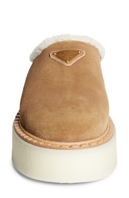 Shop Prada Evolve Genuine Shearling Clog In Cannella