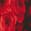 selected Red color