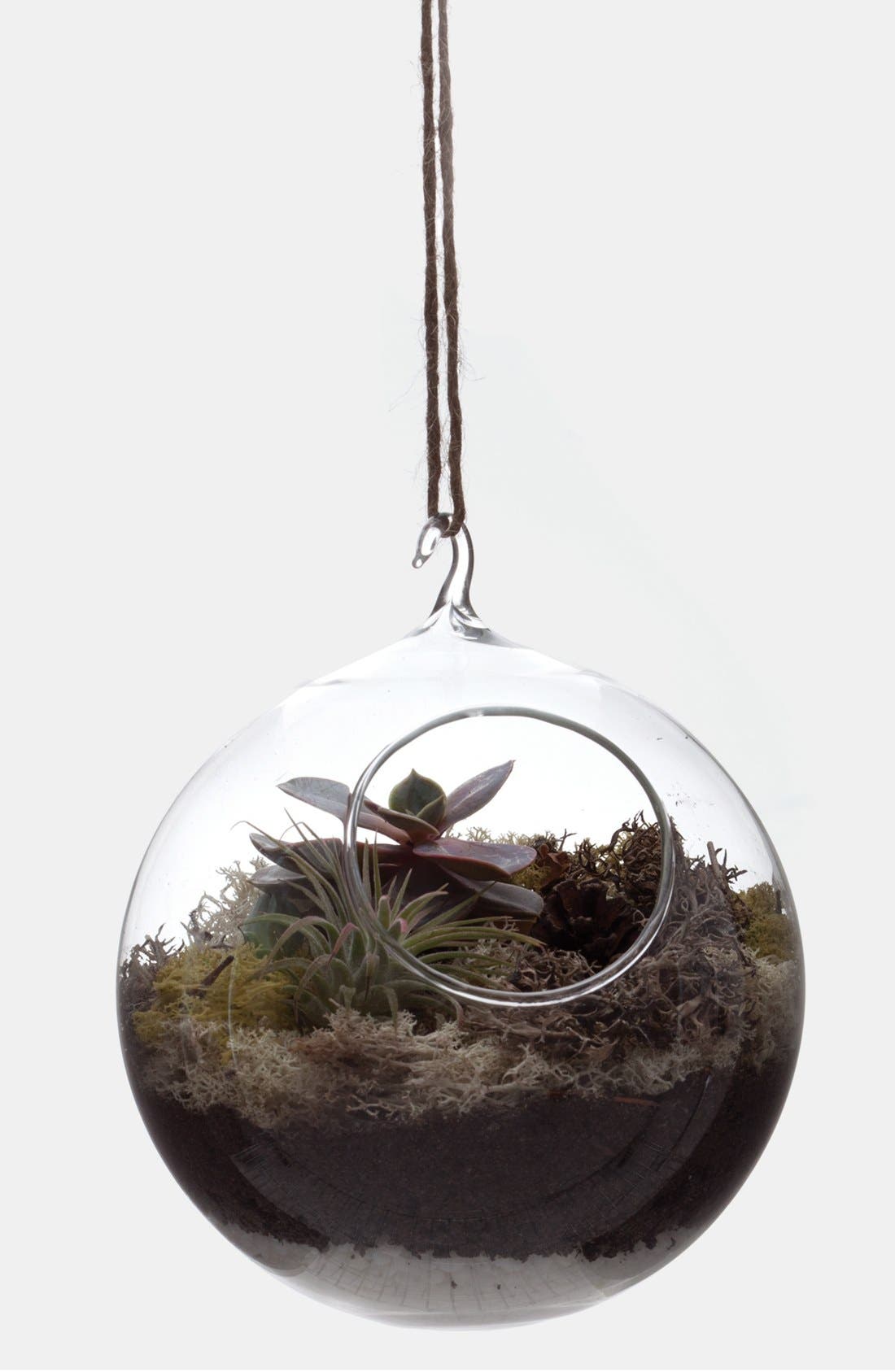 Hanging Globe Terrarium with Ceramic Base Nordstrom