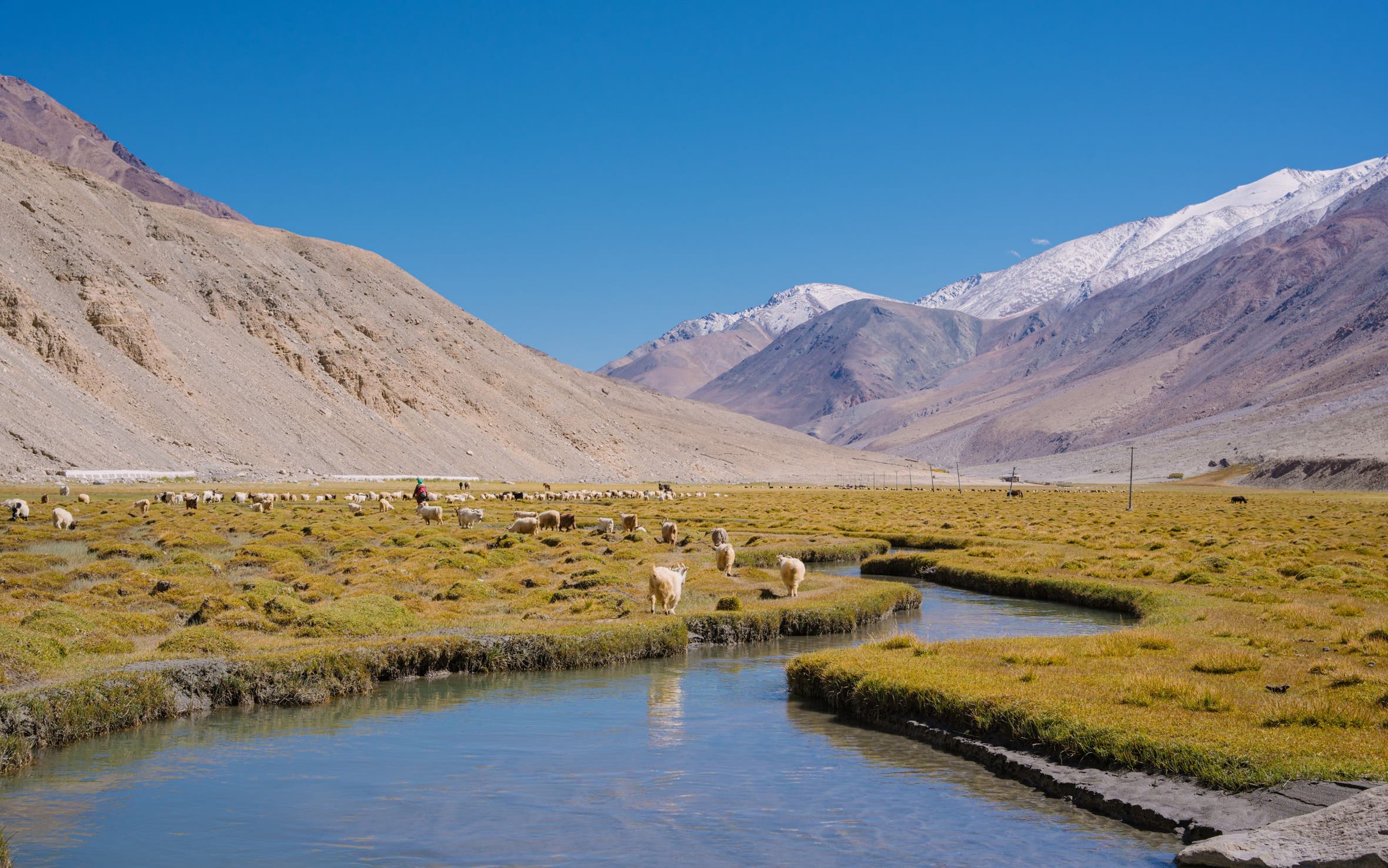 A flock of sheep near a river with a mountain range behind them.