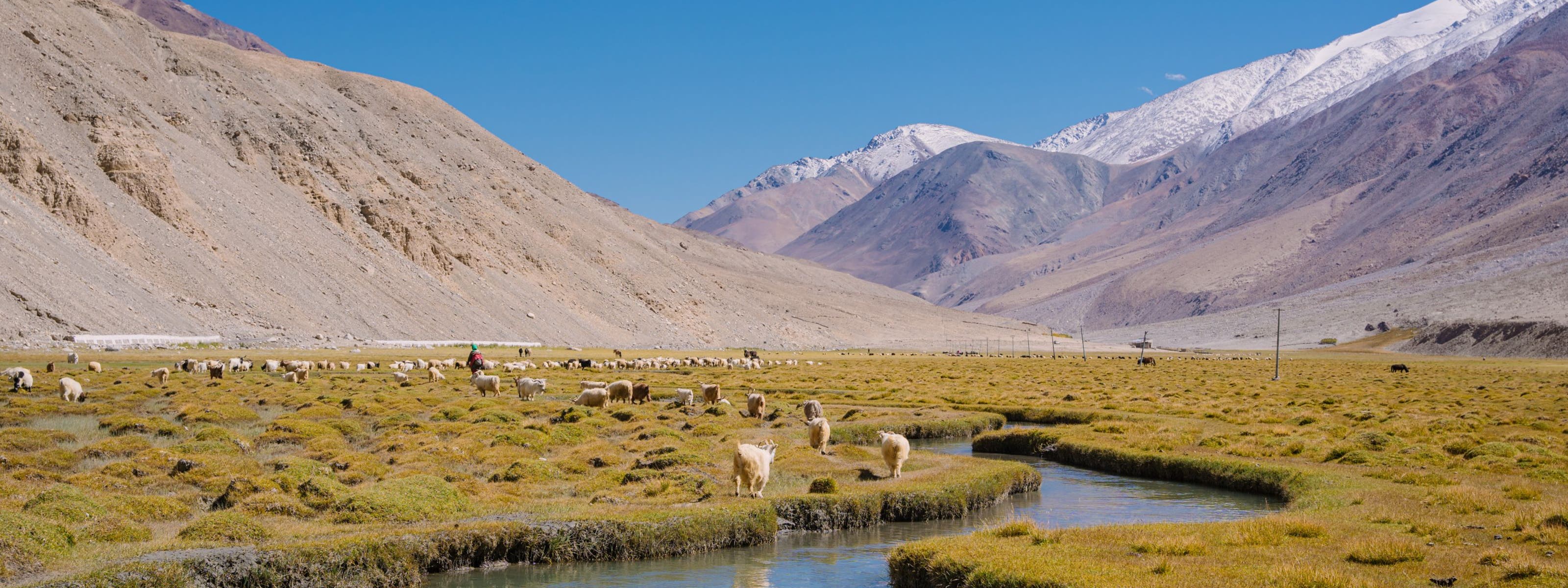 A flock of sheep near a river with a mountain range behind them.
