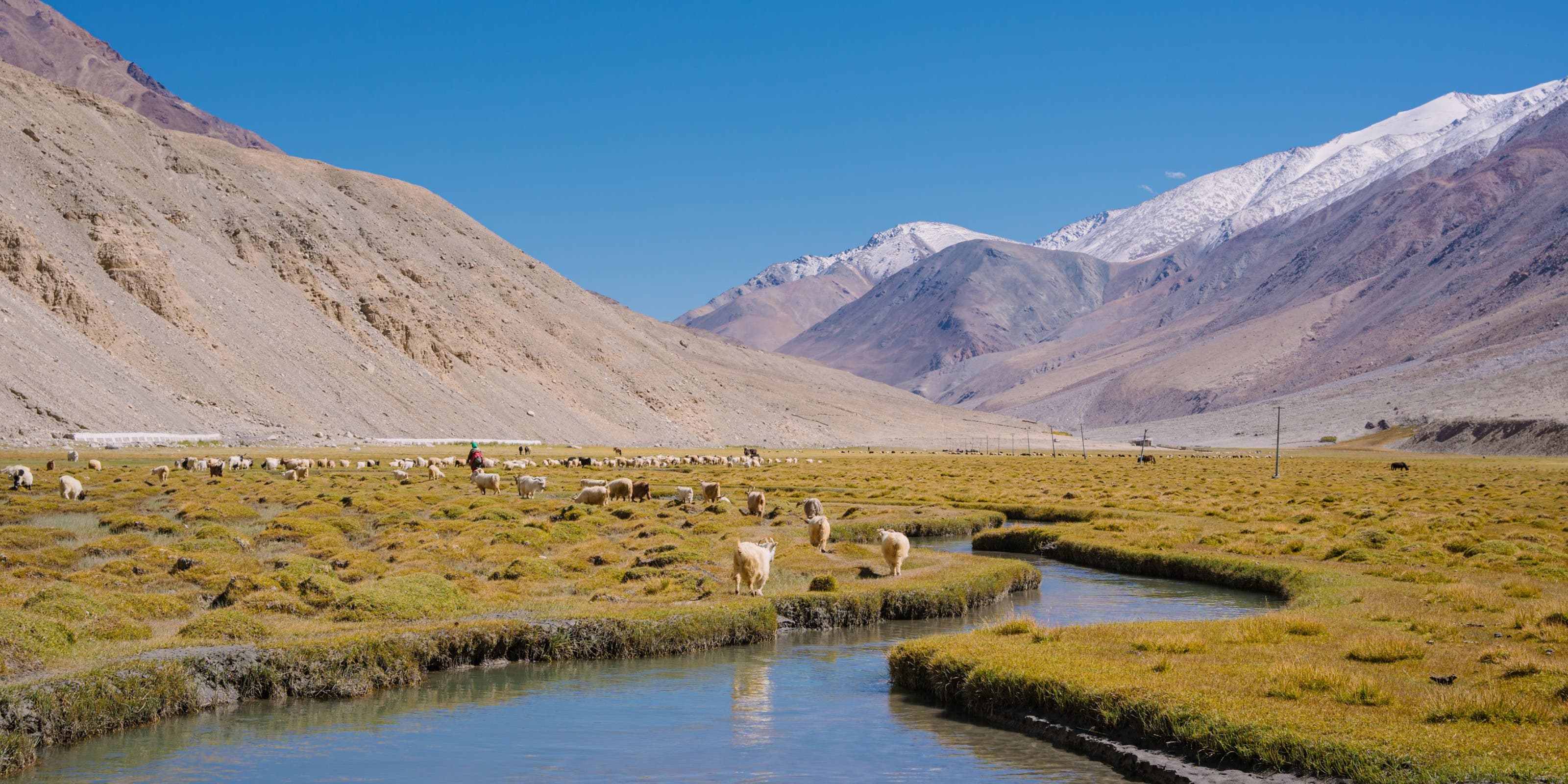 A flock of sheep near a river with a mountain range behind them.