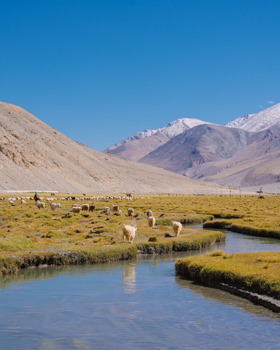 A flock of sheep near a river with a mountain range behind them.