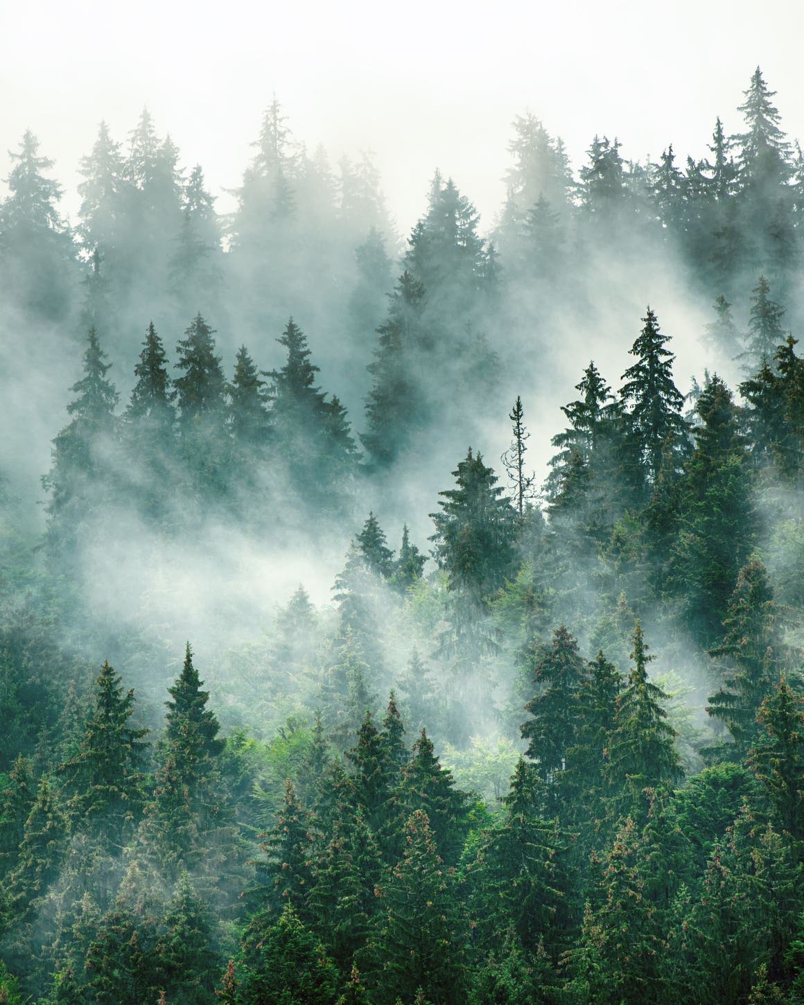 An evergreen forest with layers of mist.