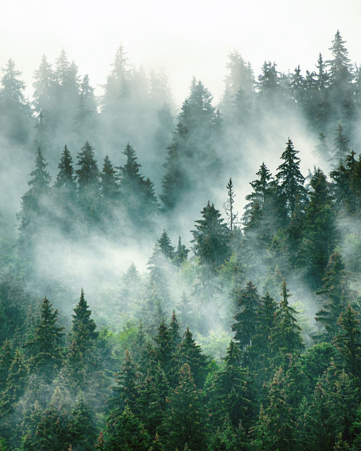 View of trees and mist.