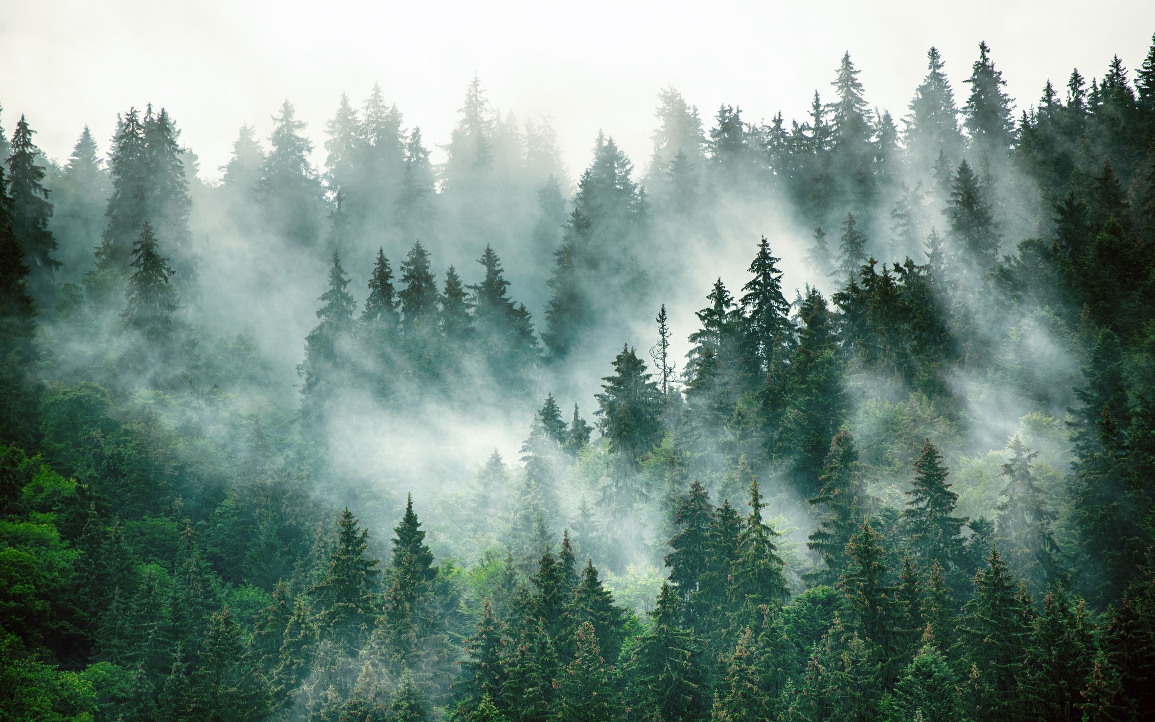 An evergreen forest with layers of mist.