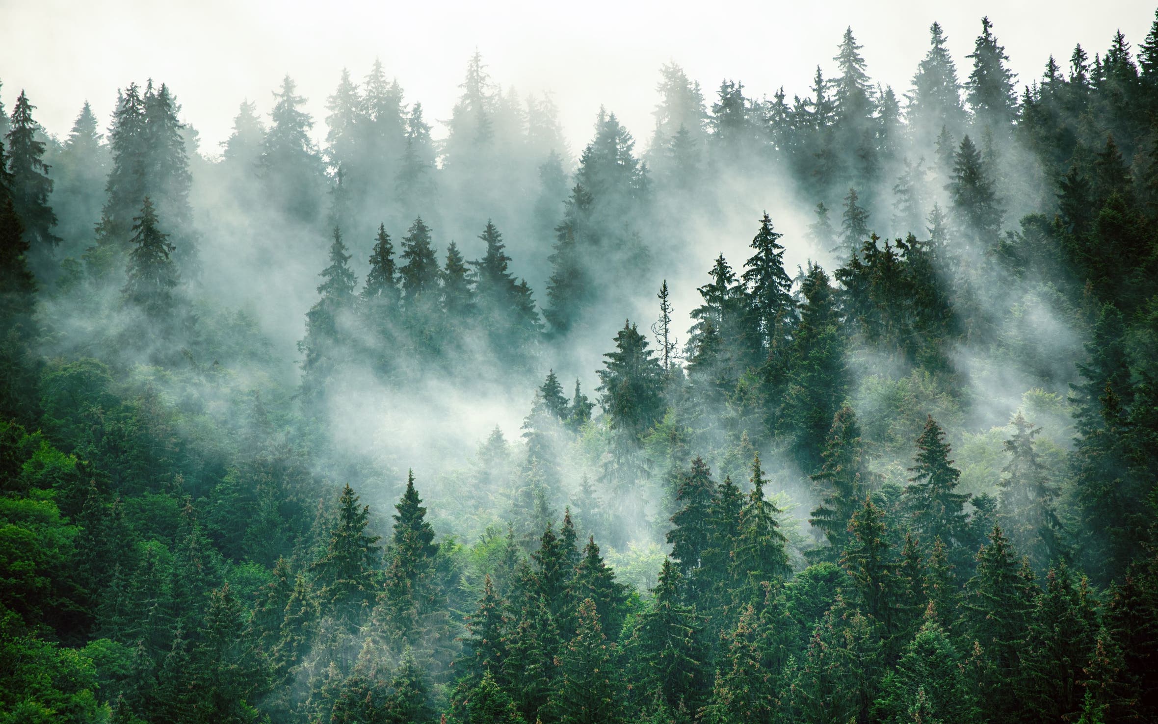 View of trees and mist.